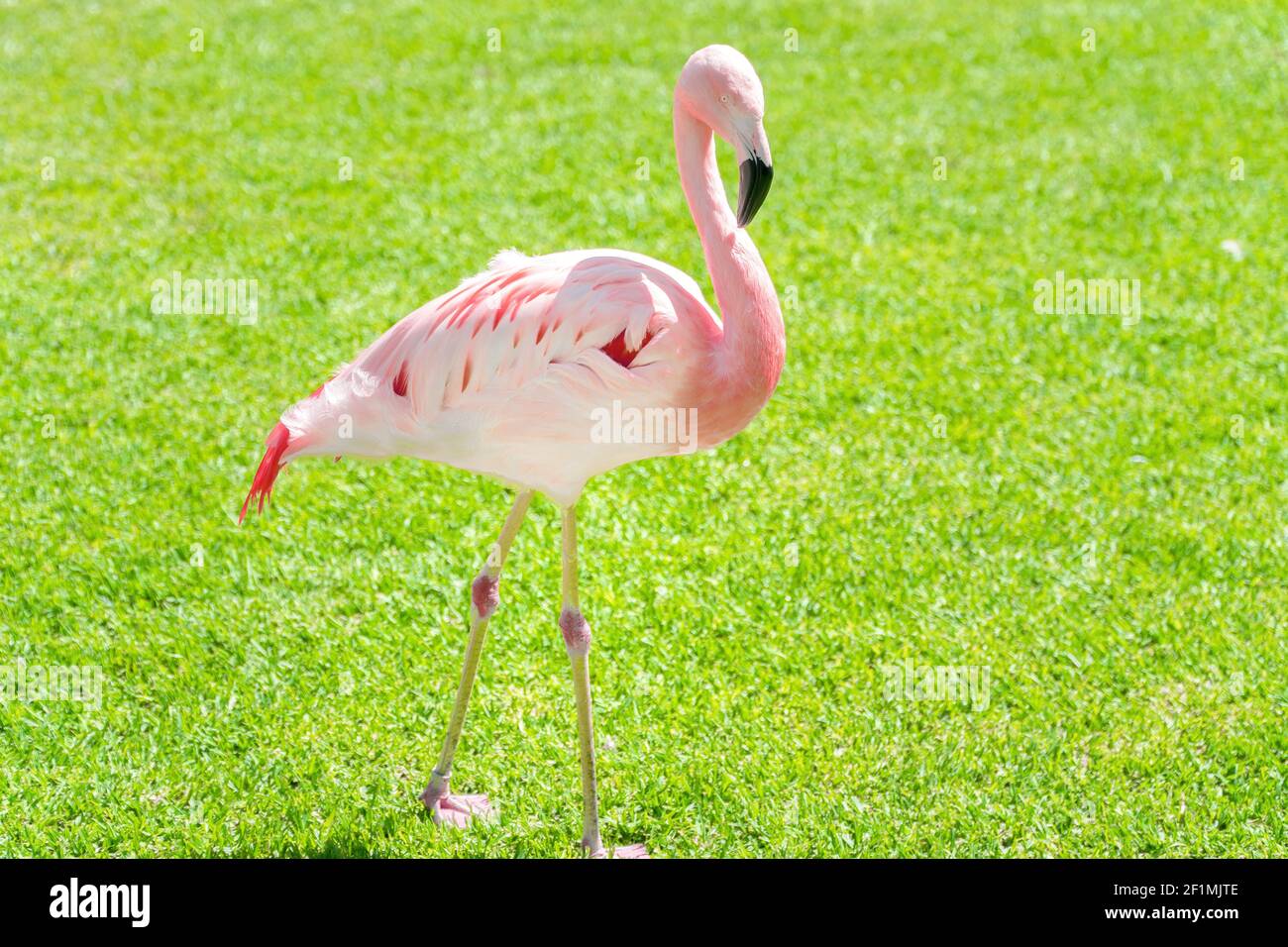 A pink flamingo walks across a green lawn. Perfect shot for ornithology, nature and migrations. Stock Photo