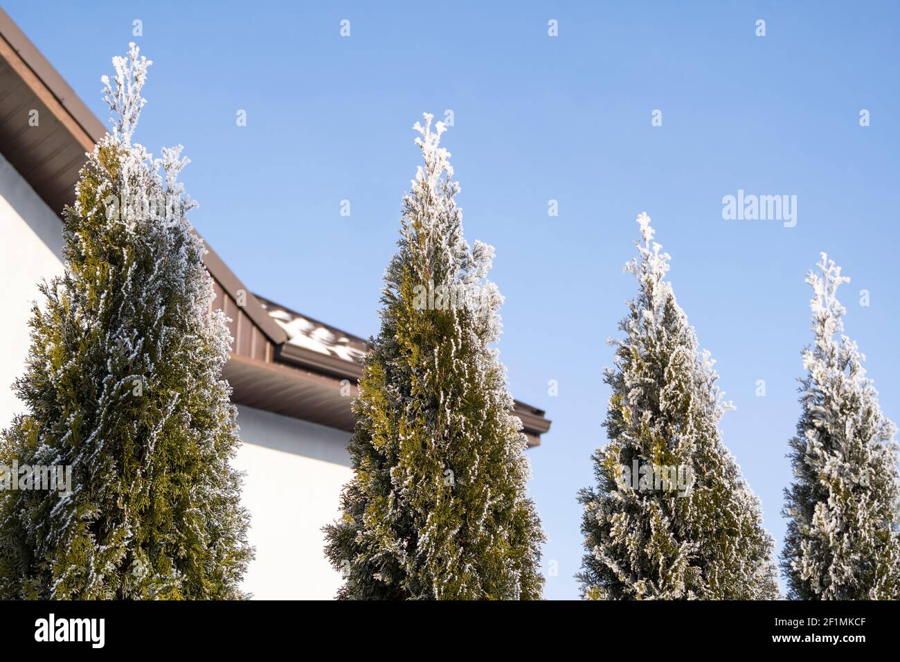 Green leaves of Thuja trees covered with frost with soft sunlight near house. Thuja twig with snow. Evergreen coniferous tree. A branch of a juniper Stock Photo