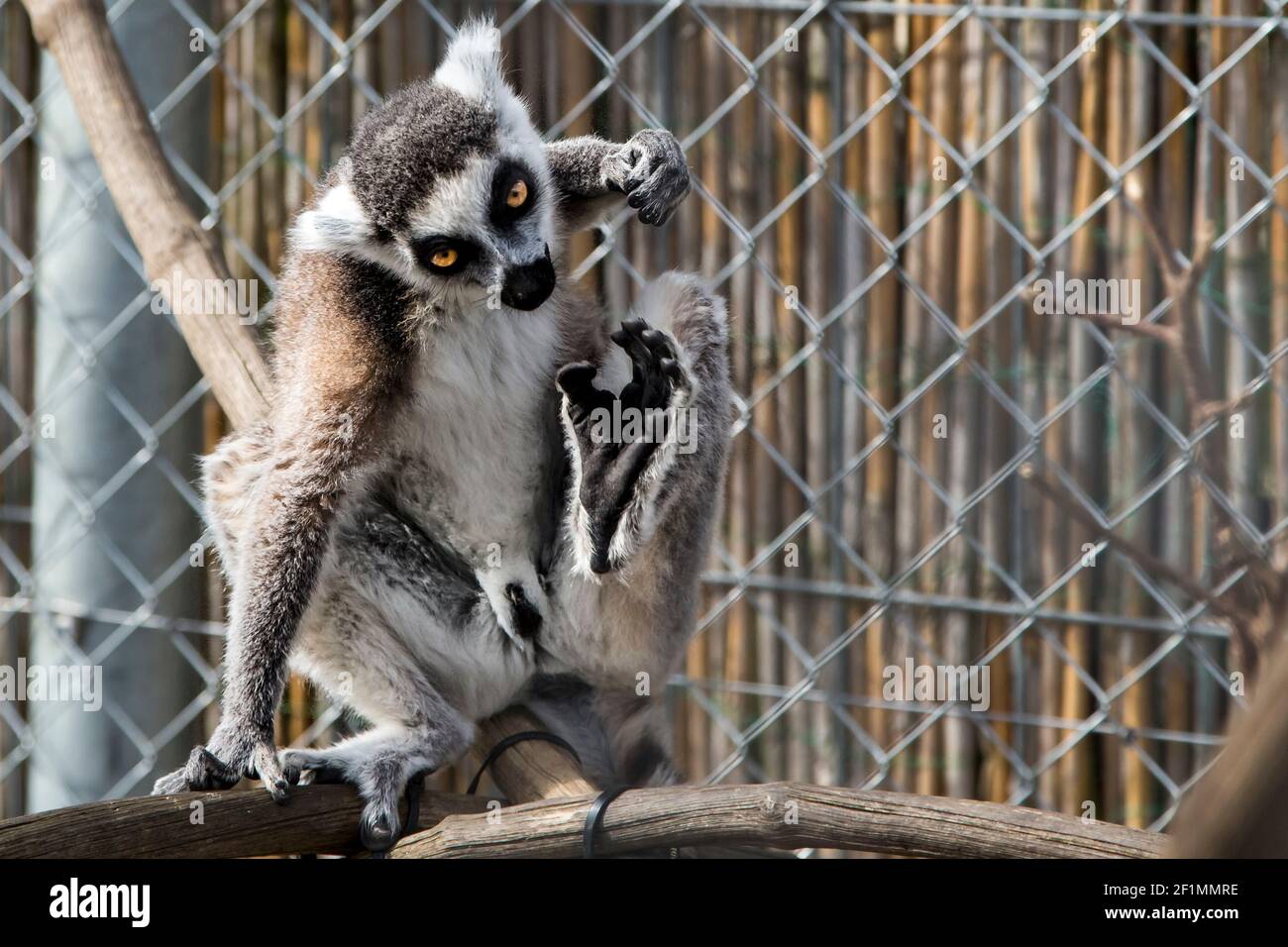 Lemur in a small Animal Zoo Stock Photo