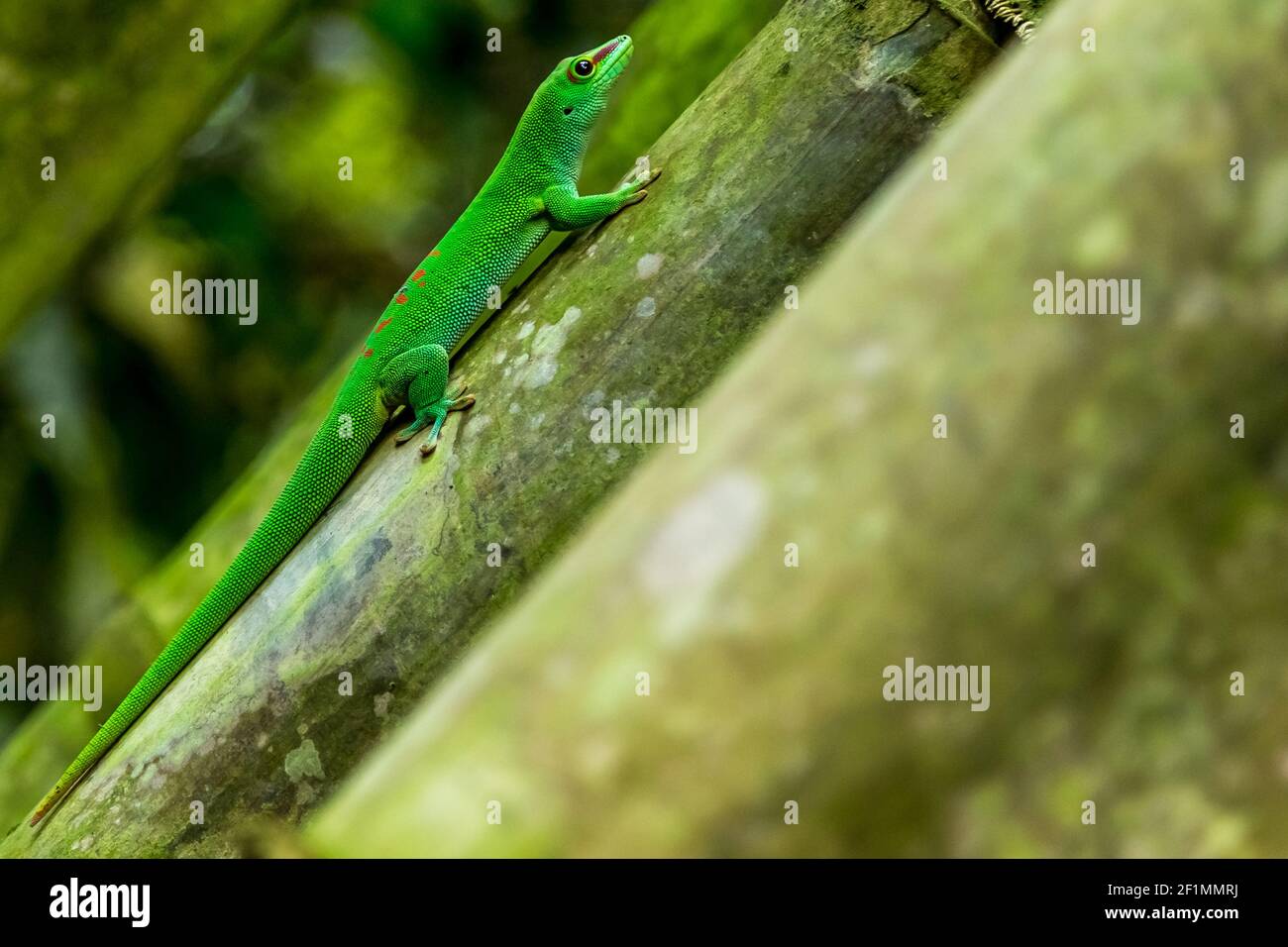 Madagascar Taggecko Stock Photo