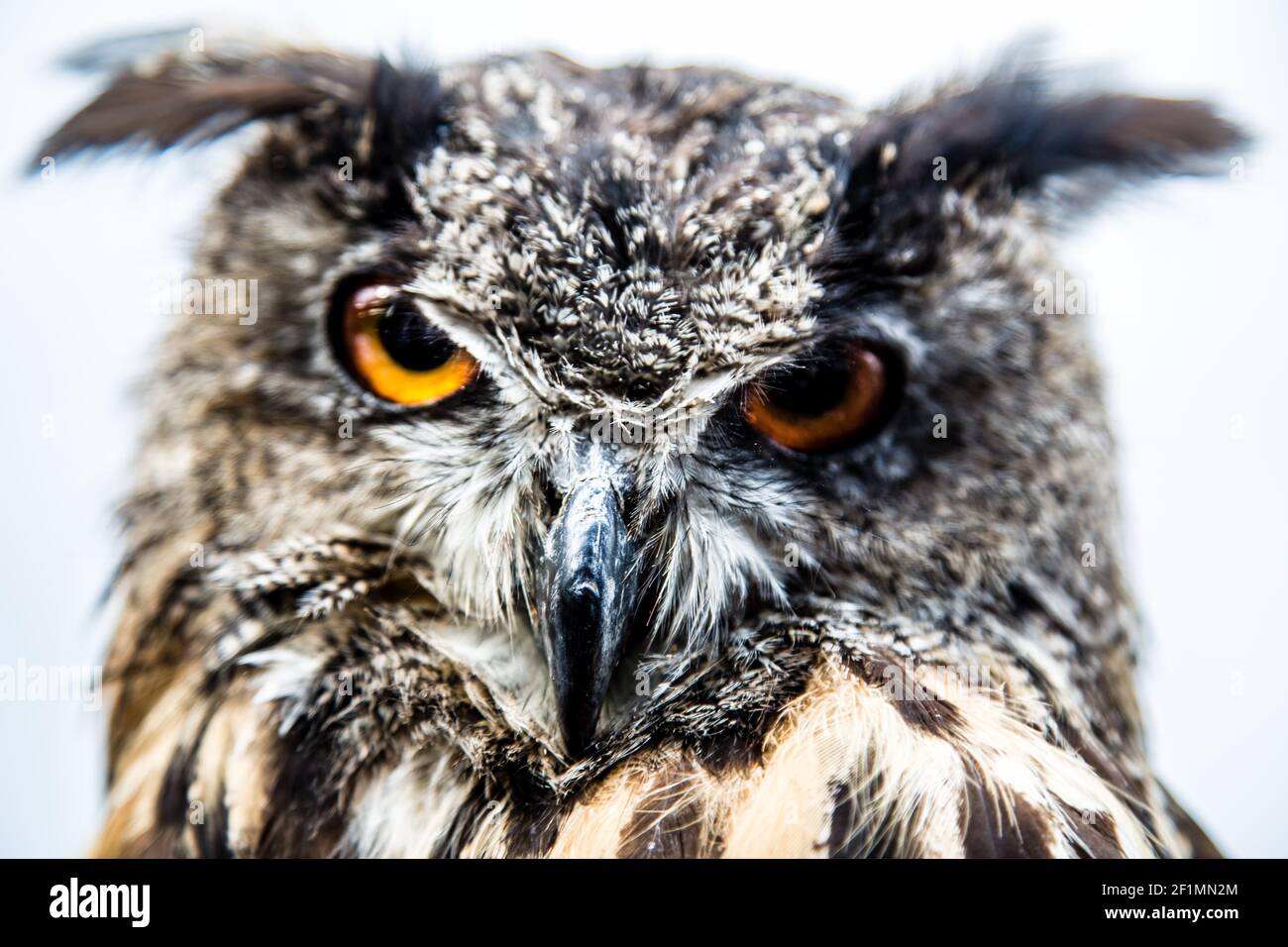 Close up of long eared owl Stock Photo