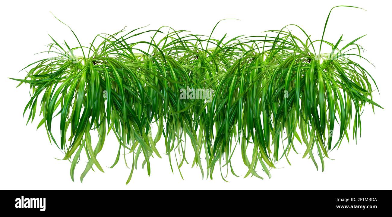 Border or garland of Chlorophytum. Isolated on white background for home design or landscaping project. Lush healthy plants combined into one object Stock Photo