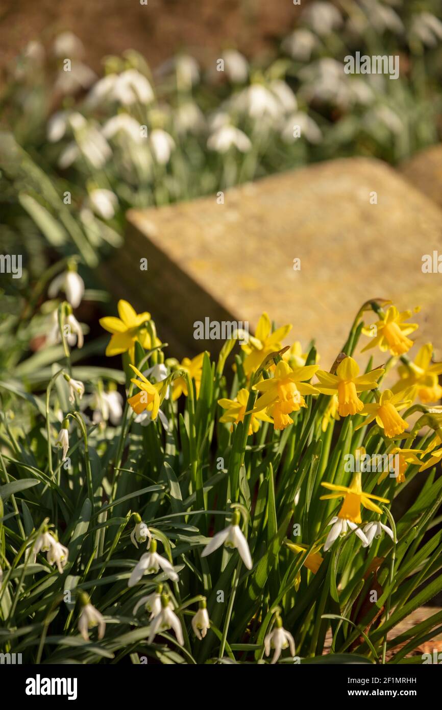 Spring flowers, yellow daffodils and Snowdrops, in early spring sunshine around Greater London, England, United Kingdom, Europe Stock Photo