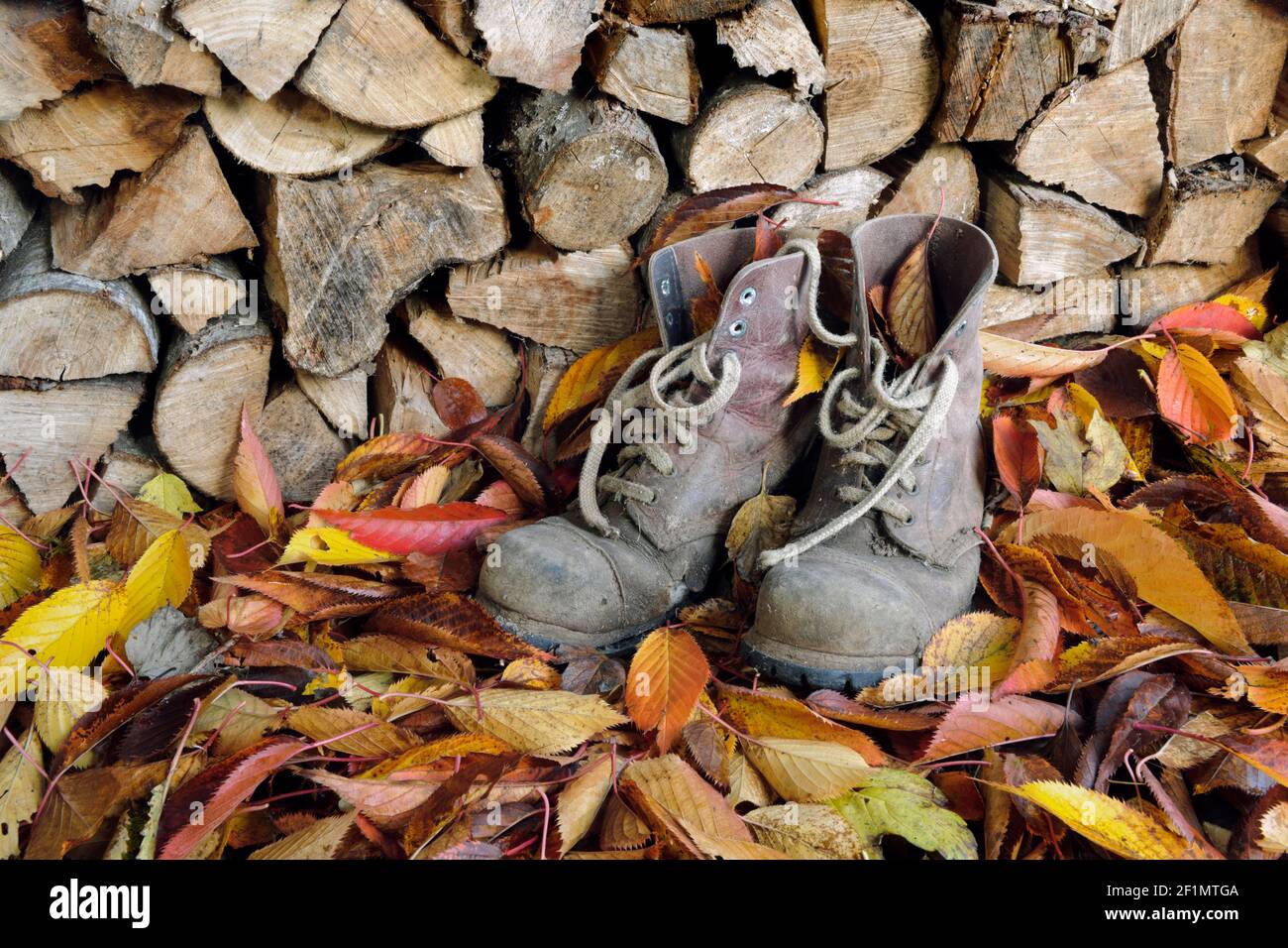 Old work boots in wood shed, on a bed of fallen autumn leaves. Stock Photo