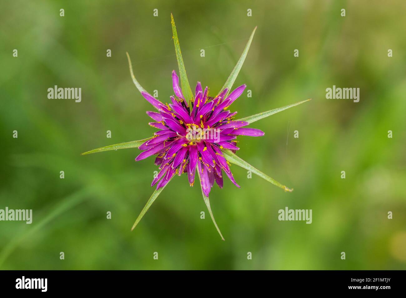 Tragopogon porrifolius, Jerusalem star Plant in Flower Stock Photo