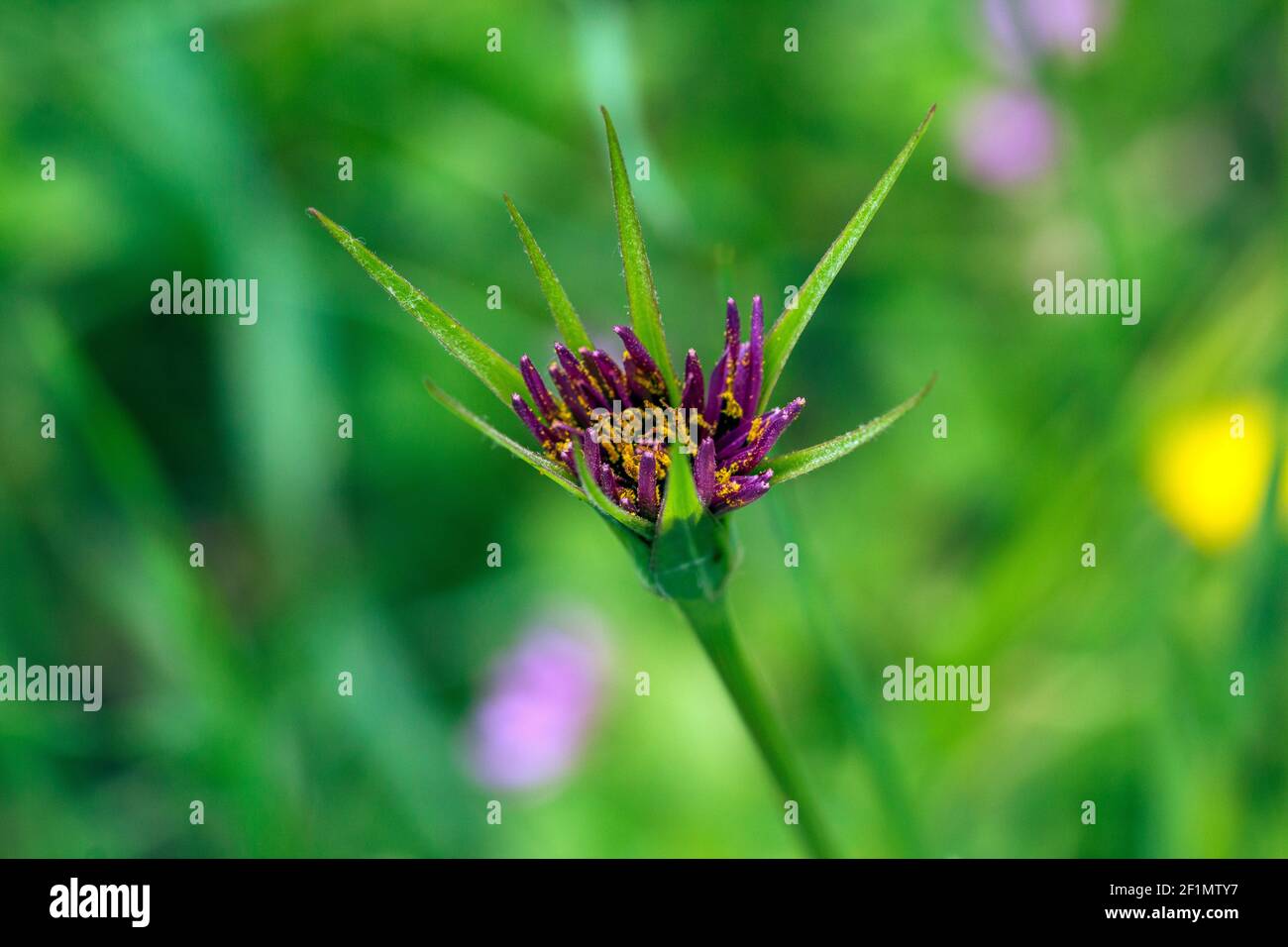 Tragopogon porrifolius, Jerusalem star Plant in Flower Stock Photo Alamy