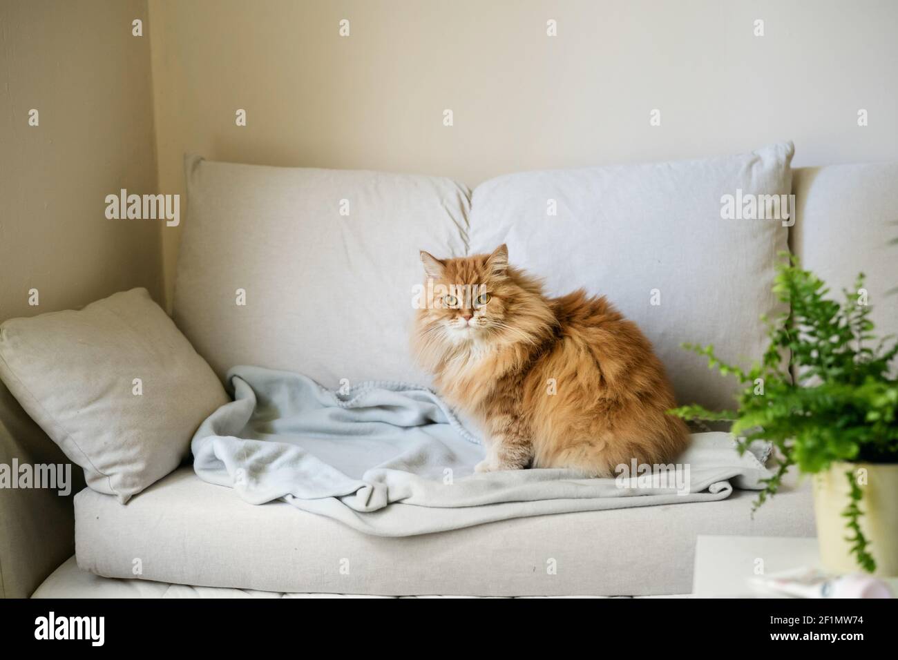 Ginger cat sitting on sofa at home Stock Photo
