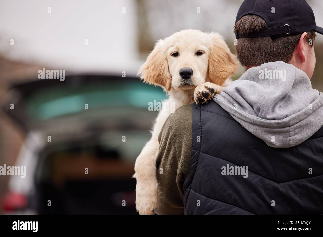Male Criminal Stealing Or Dognapping Puppy During Health Lockdown Stock Photo