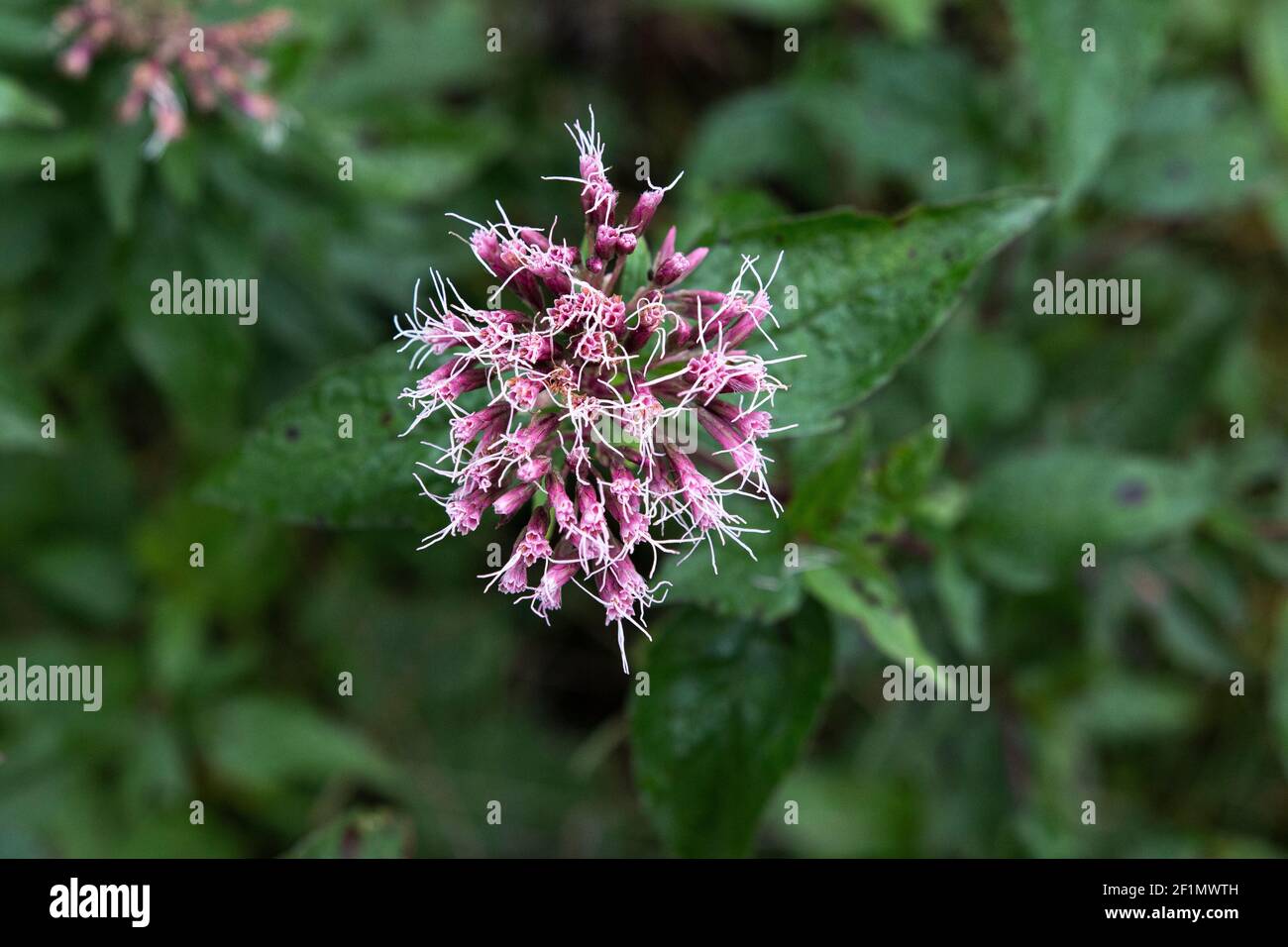 A cluster of Hemp agrimony flowers growing in the wild Stock Photo