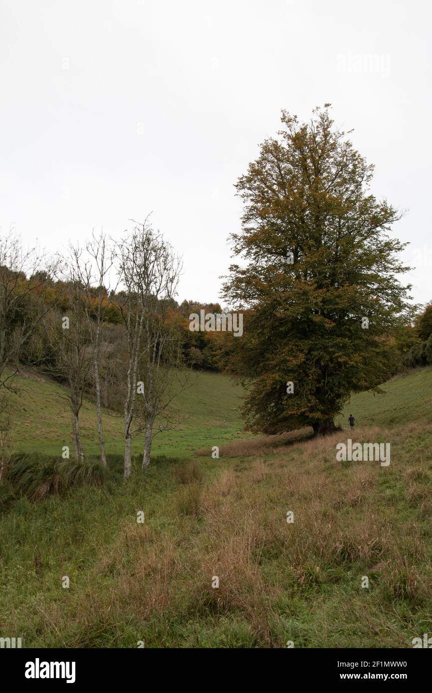 Solitary large tree hi-res stock photography and images - Alamy