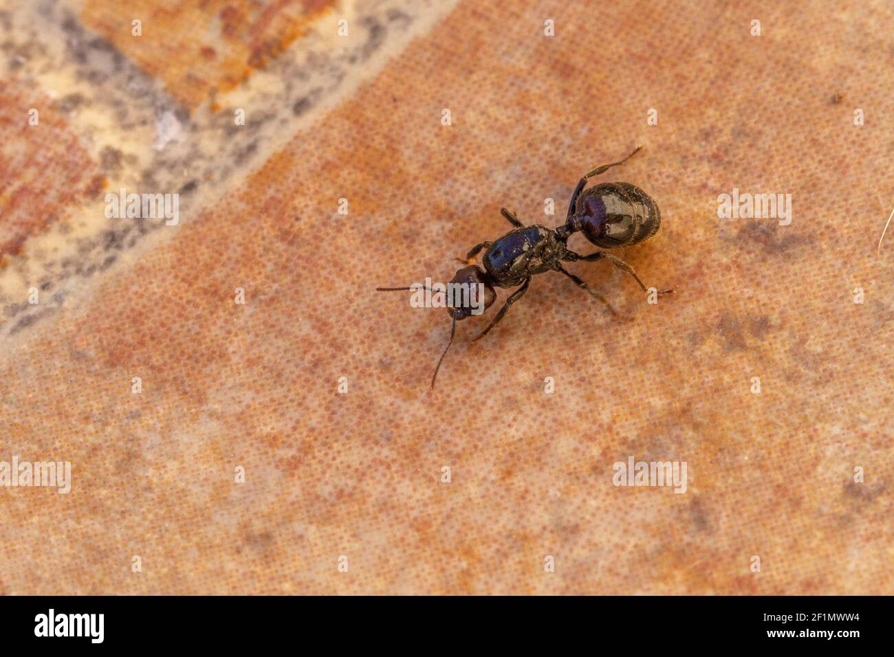 Messor barbarus, Barbary Harvester-Ant Queen Stock Photo