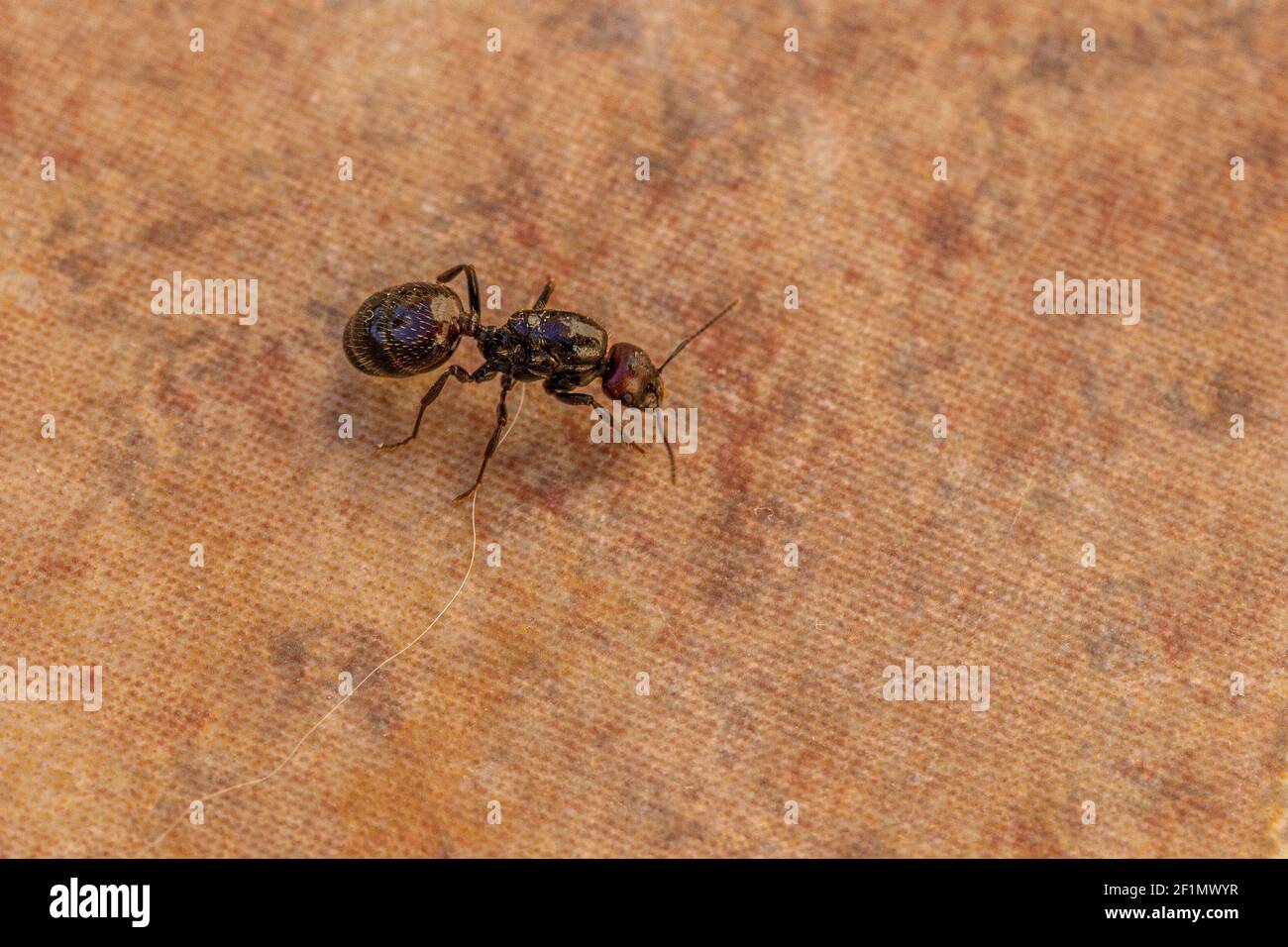 Messor barbarus, Barbary Harvester-Ant Queen Stock Photo