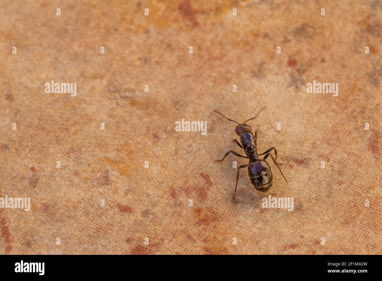 Messor barbarus, Barbary Harvester-Ant Queen Stock Photo