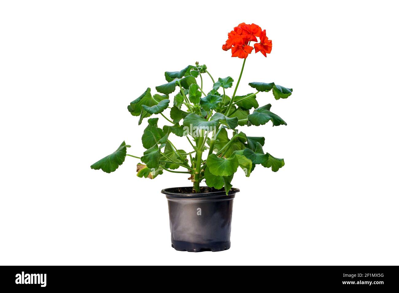 Image of a blooming geranium houseplant in red on a white background Stock Photo