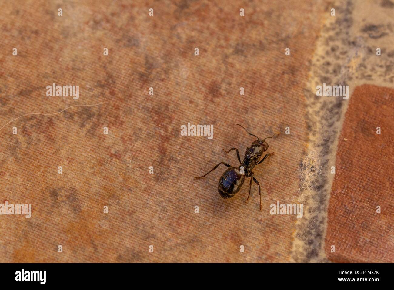 Messor barbarus, Barbary Harvester-Ant Queen Stock Photo