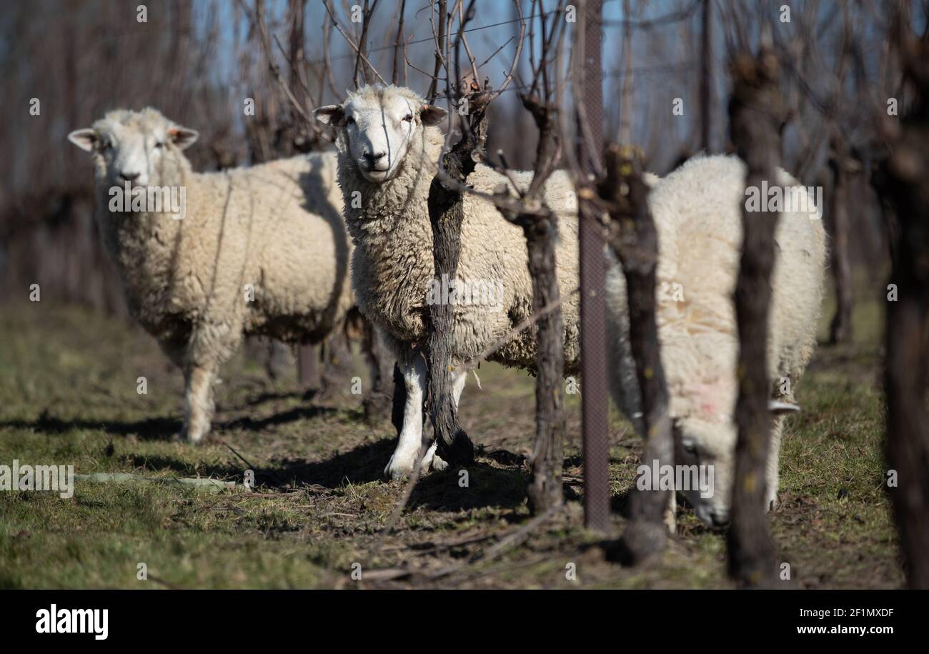 Romney sheep graze the grass around the dormant vines at the Nyetimber Vineyard at West