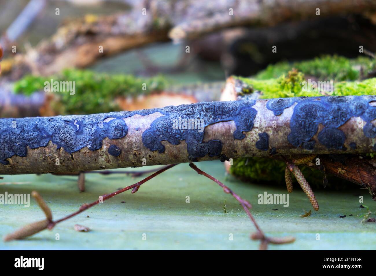 Blue Cobalt Crust fungi Terana caerulea blue fungus on a stick in March 2021 spring in Carmarthenshire Wales UK    KATHY DEWITT Stock Photo