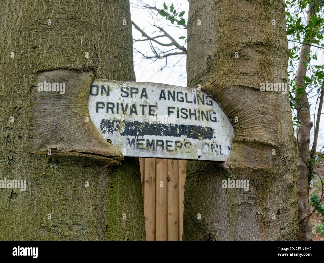 an old private fishing sign next to the River Wharfe in West Yorkshire overgrown by two tree trunks Stock Photo