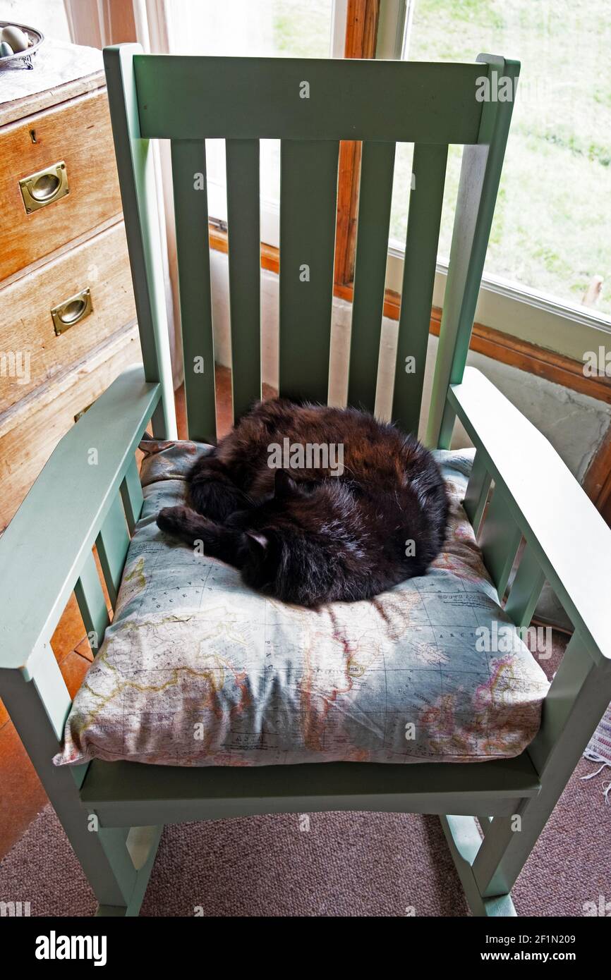 Black cat curled up asleep sleeping on a fluffed up cushion with textile map fabric in a green rocking chair in a living room Wales UK  KATHY DEWITT Stock Photo