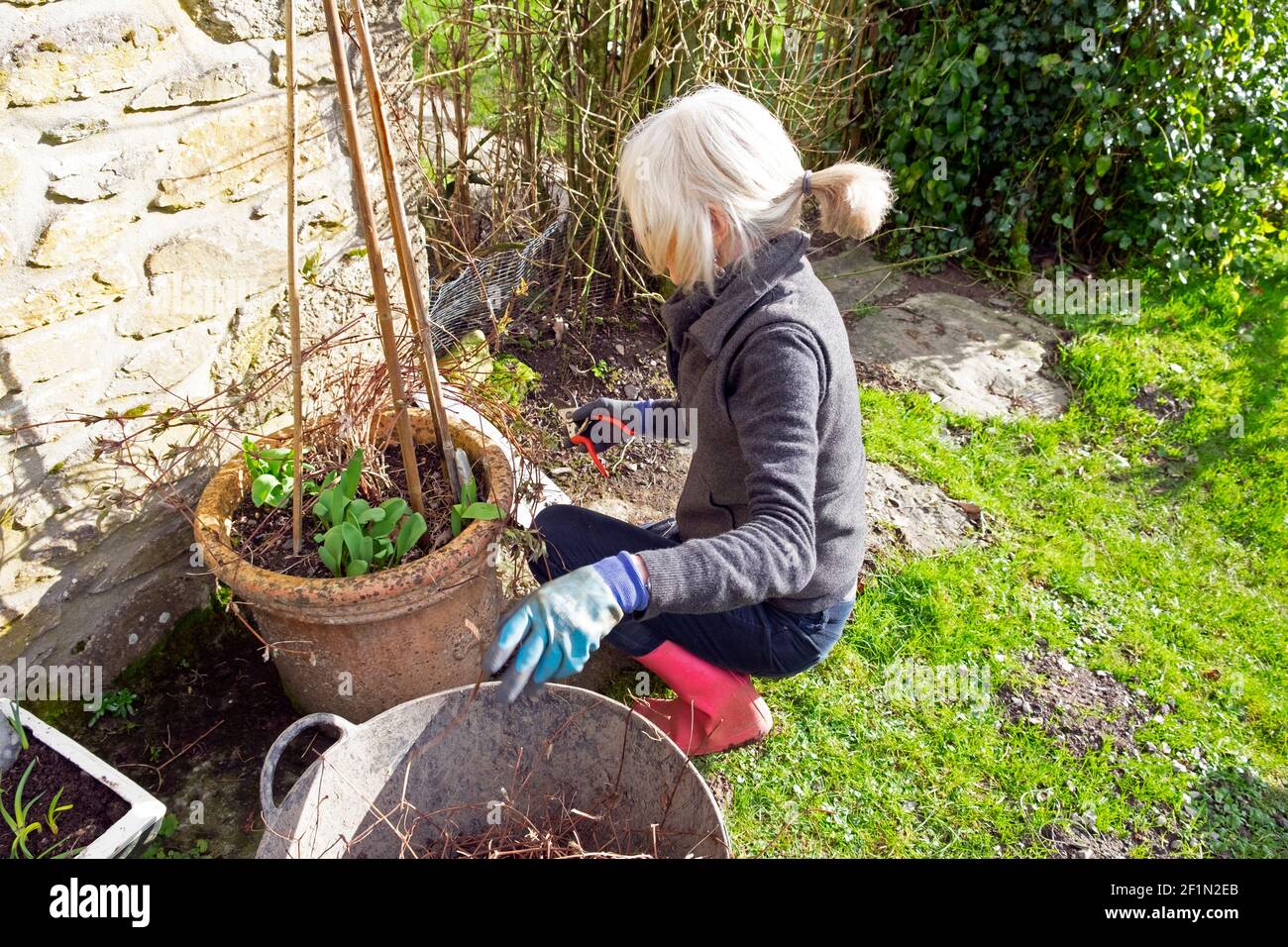 Older woman pruning a clematis plant growing in a terracotta pot with secateurs long lockdown hair during covid pandemic gardening UK KATHY DEWITT Stock Photo