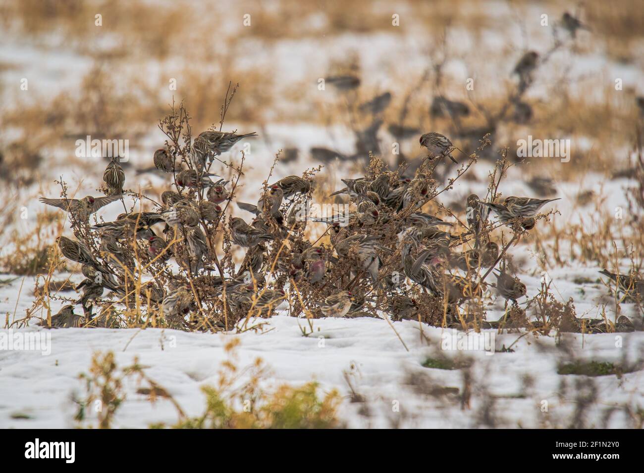 A flock of Red Polls feed on last falls growth in a farm field in central Door County Wi. Stock Photo