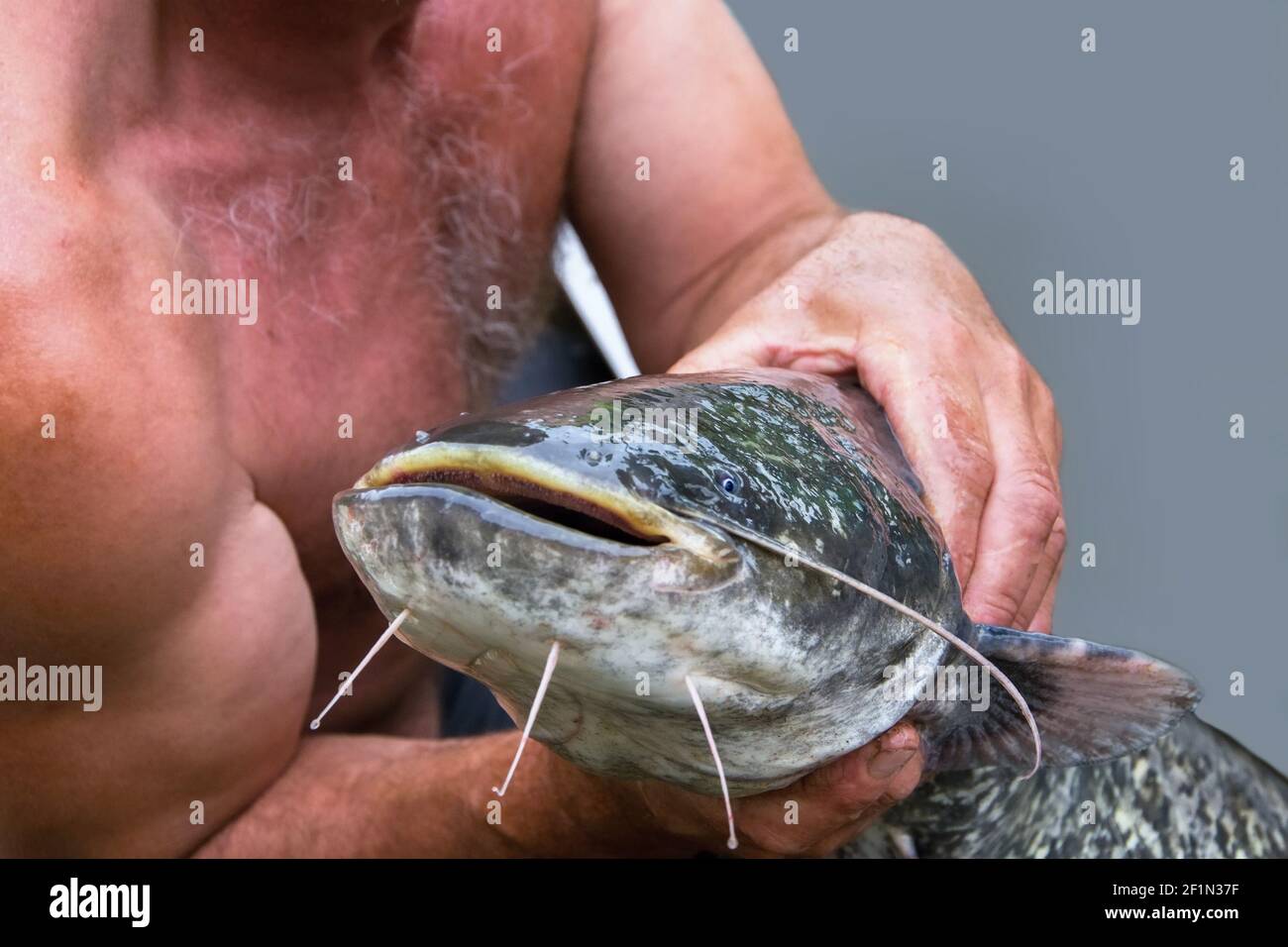 Fisherman holds big catfish in his hands. His catch is slimy, fish has