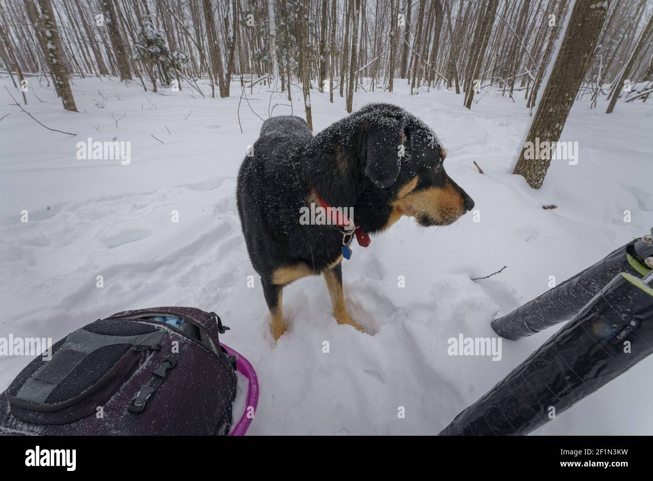 My faithful dog 'Tigger' impatiently waits while I set up for my next shot. Stock Photo