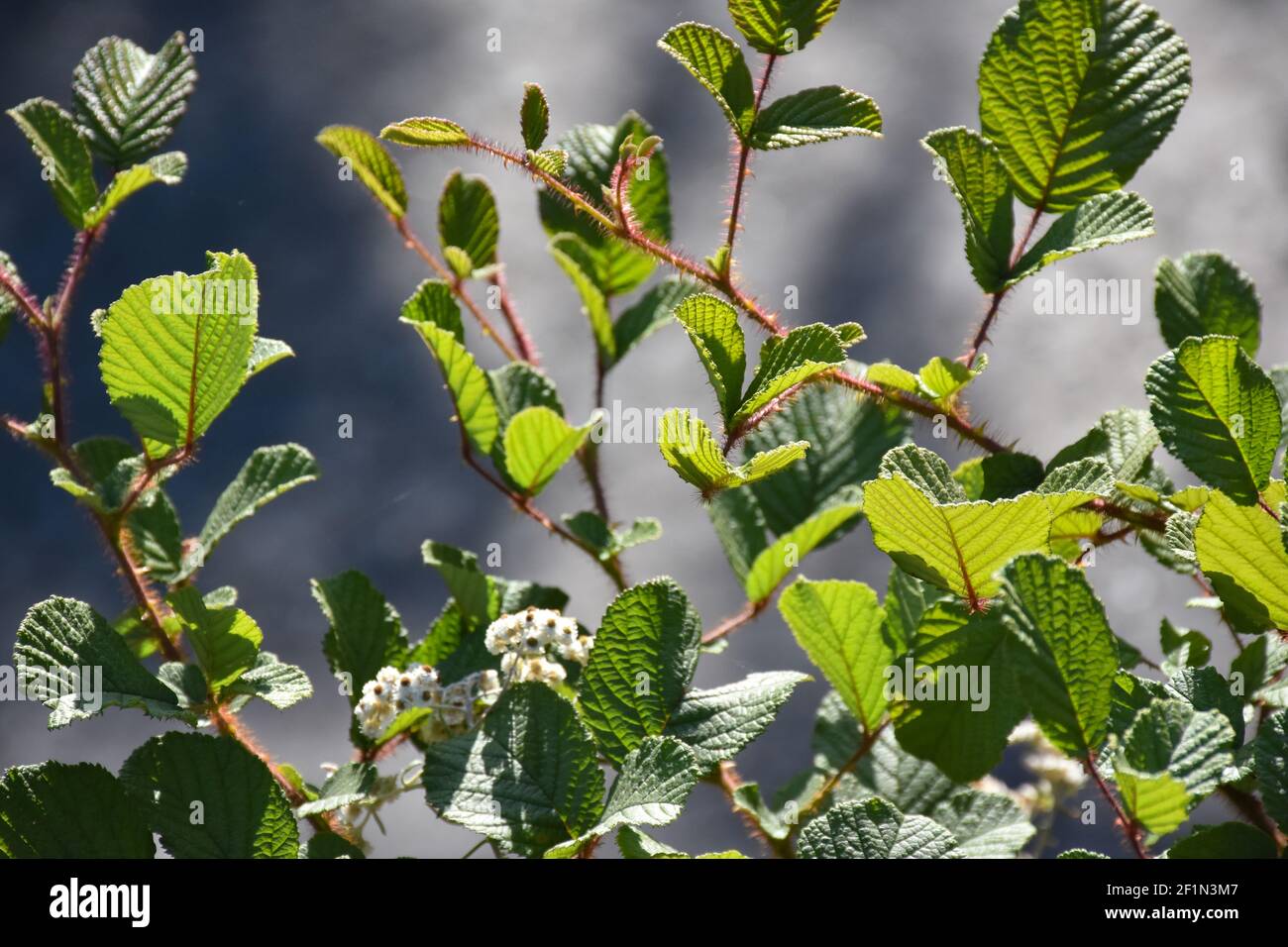 Himalayan Blackberry Plants Without berry: Invasive, Noxious, and Beautiful Stock Photo