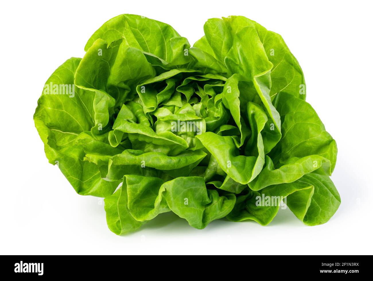 Green butter lettuce Stock Photo Alamy