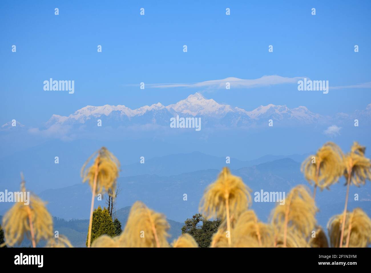 Panoramic View of Mount Kanchenjunga from Rishyap home stay , Kalimpong, and Cattail Fluff in foreground Stock Photo