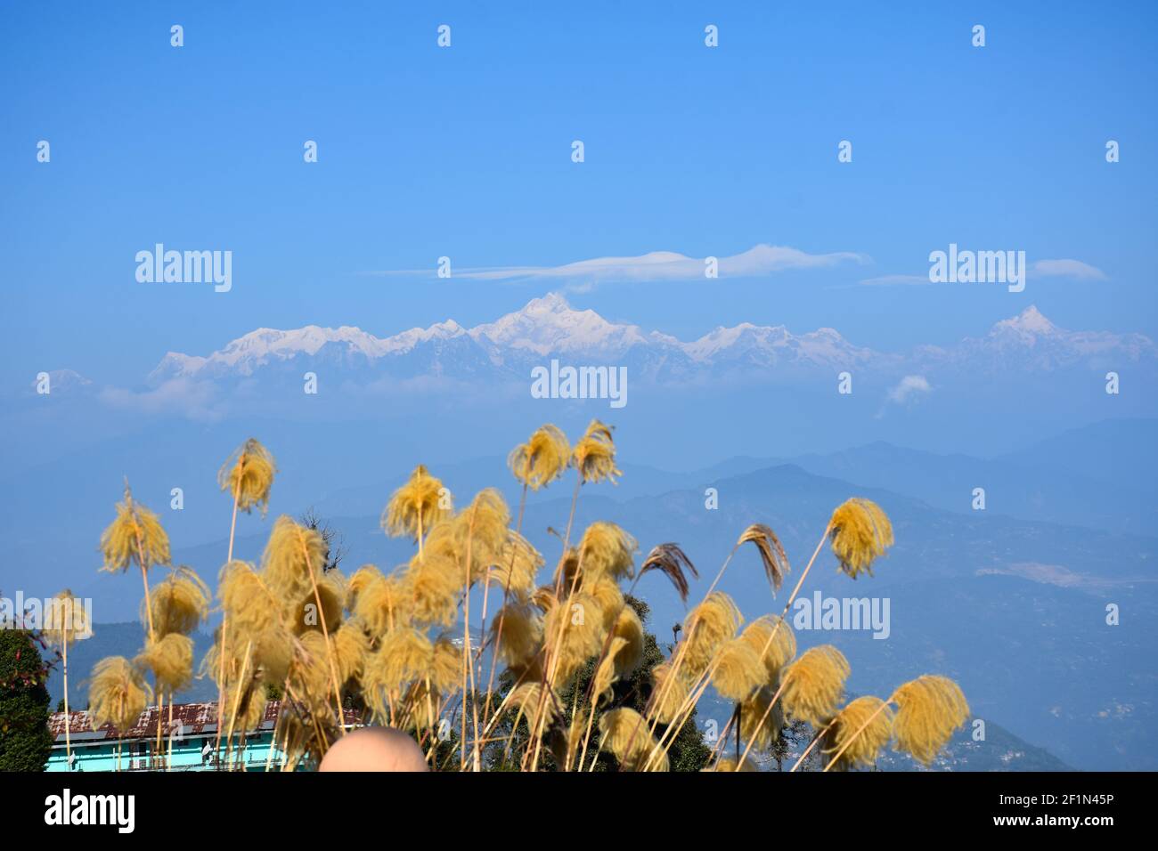 Panoramic View of Mount Kanchenjunga from Rishyap home stay , Kalimpong, and Cattail Fluff in foreground Stock Photo