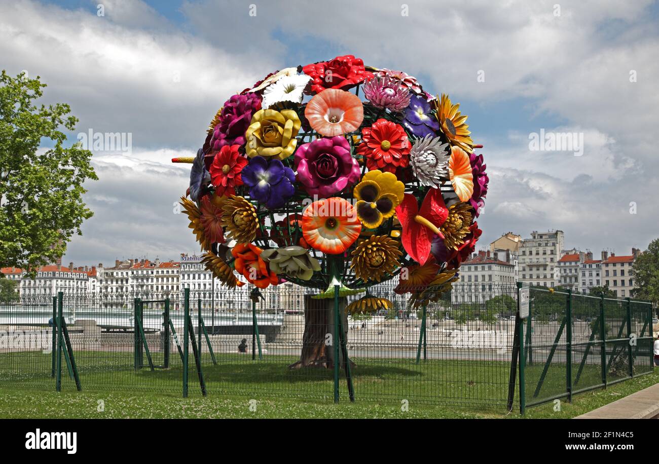 Choi Tree Choi jeong hwa hi-res stock photography and images - Alamy