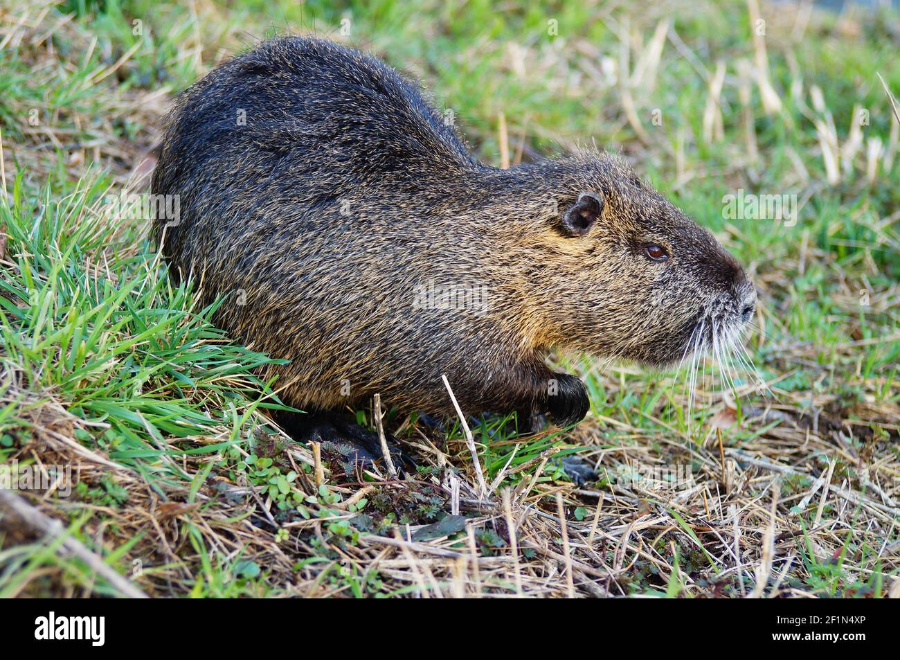 Nutrias are an invasive species on the Nidda in Hesse. But they are very popular by the urban population. Originally native to South America. Stock Photo