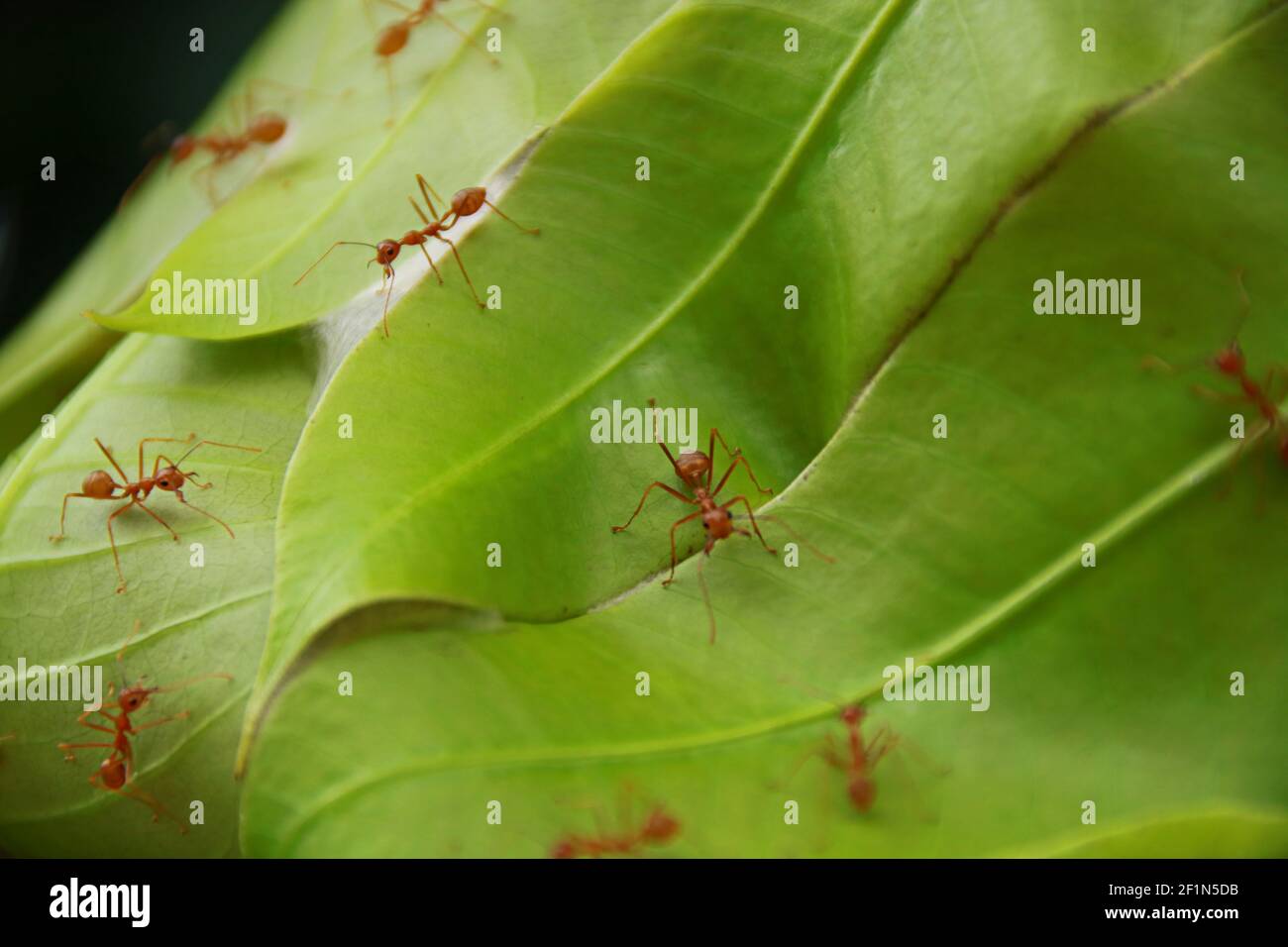 Weaving Ants Weaving Mango Leaves: Weaver ants or green ants (genus Oecophylla) are eusocial insects of the family Formicidae (order Hymenoptera) Stock Photo