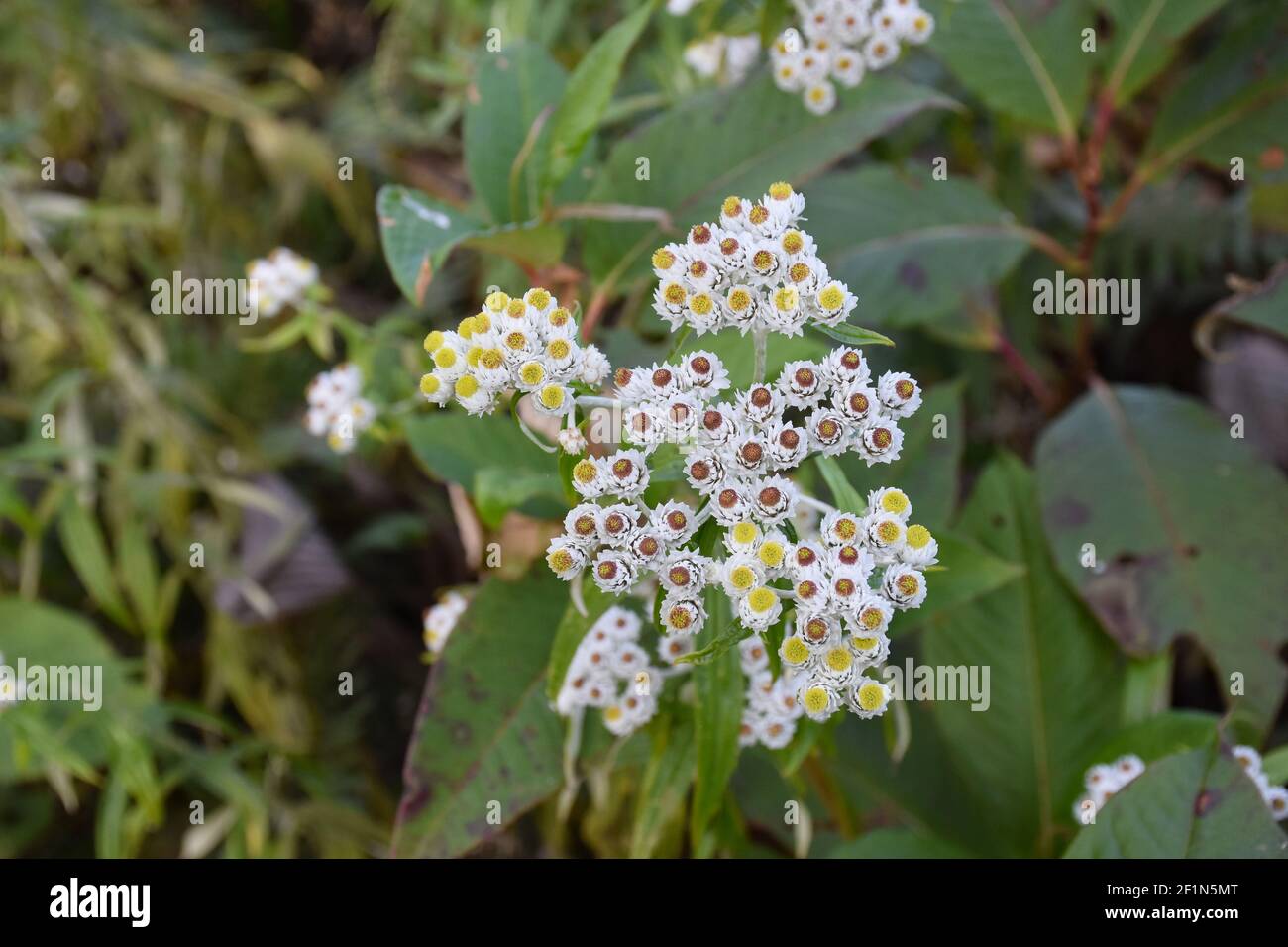 White and yellor color Himalyan Wild Anaphalis Flower Stock Photo