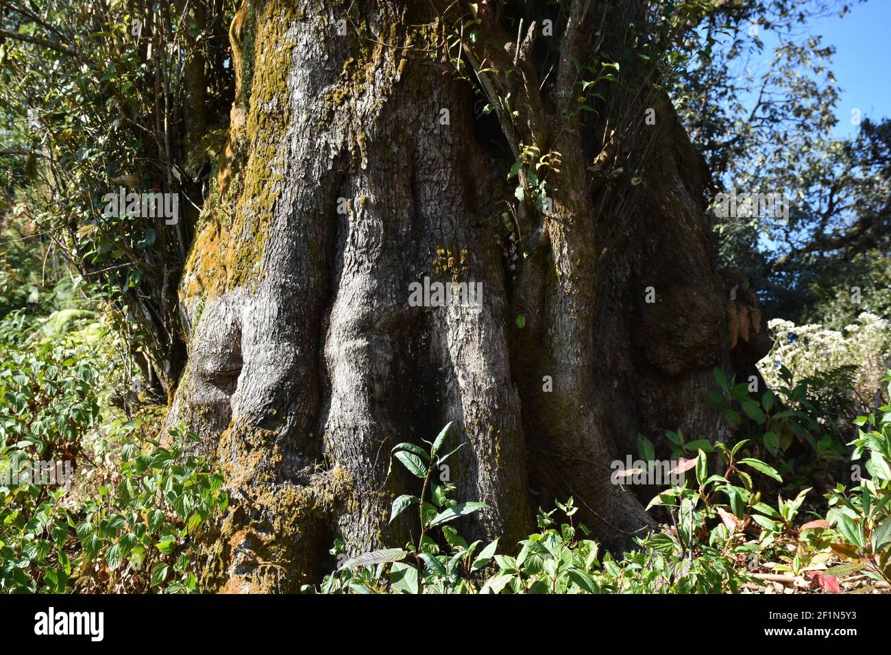 Giant tree trunk  with huge girth bottom Stock Photo