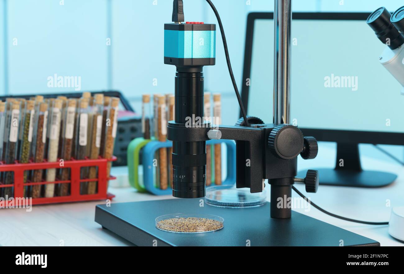 Research Analyzing Agricultural Grains And seeds In The Laboratory