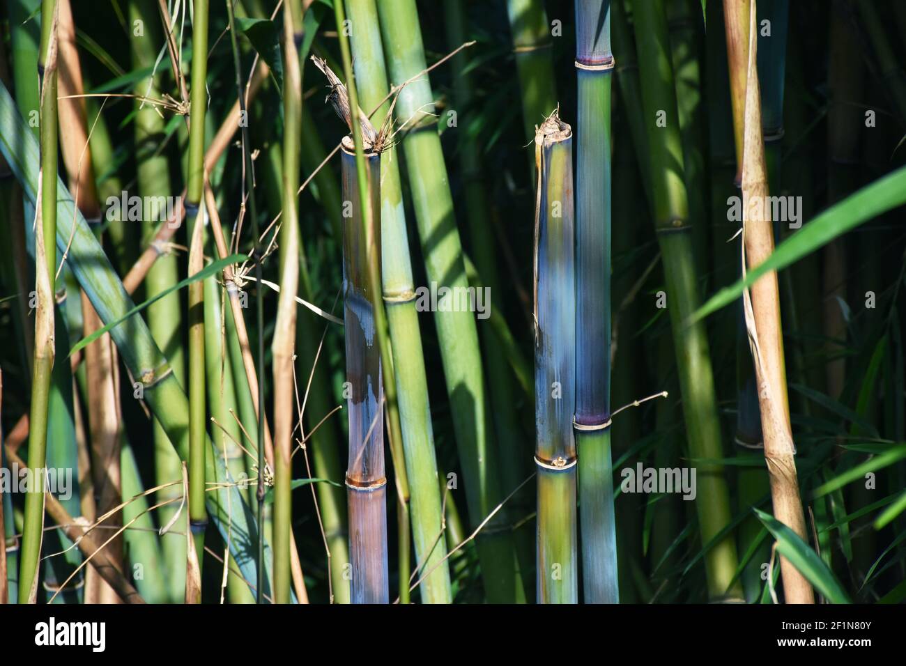 Blue himalayan bamboo hi-res stock photography and images - Alamy