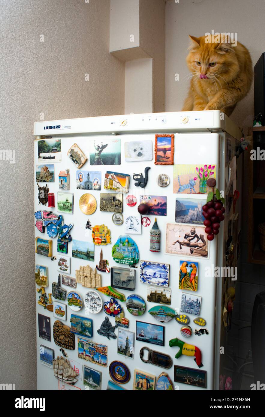 Fluffy red cat, sitting at refrigerator, covered with souvenir magnets from various places Stock Photo