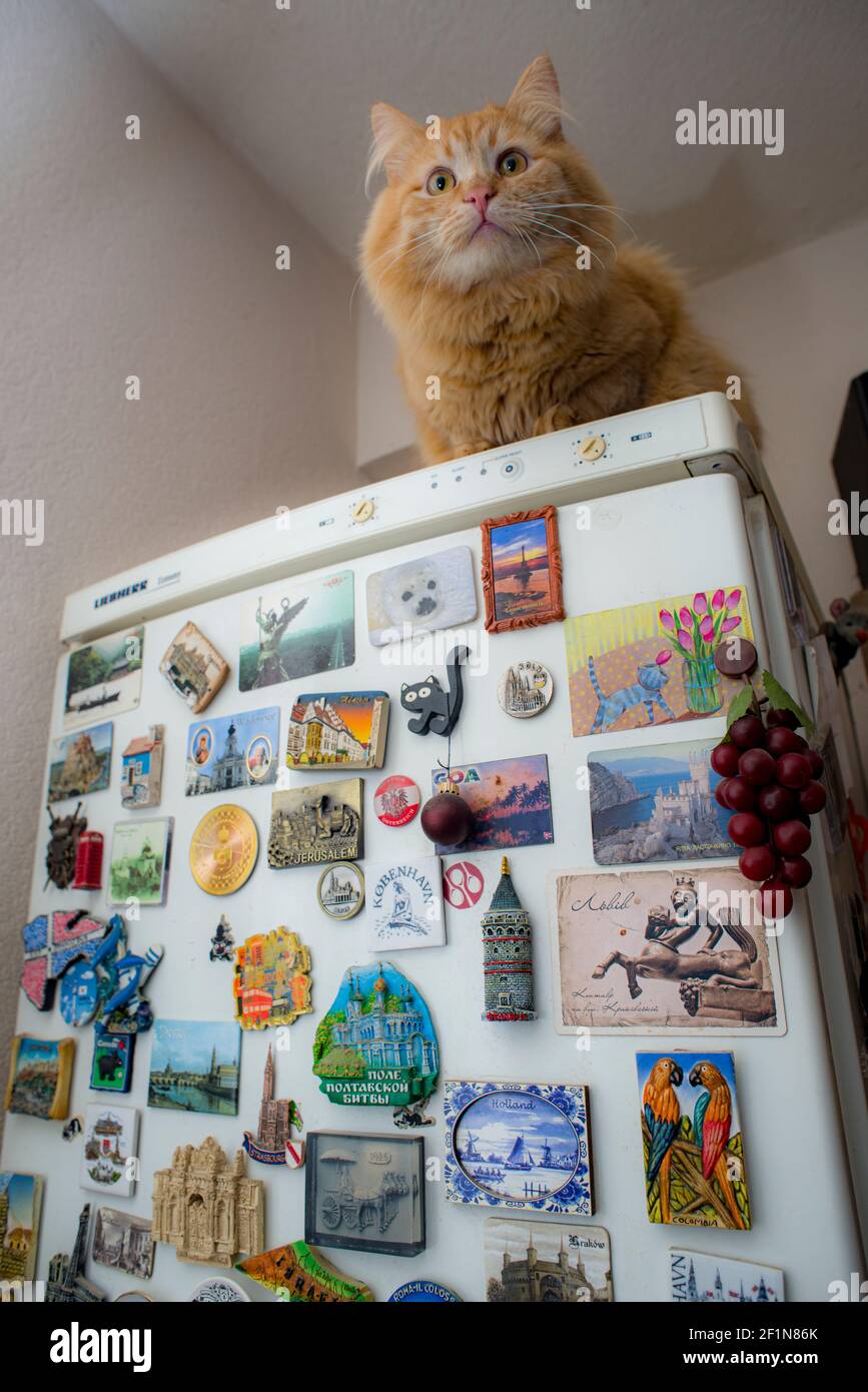 Fluffy red cat, sitting at the refrigerator, covered with souvenir magnets from various places Stock Photo