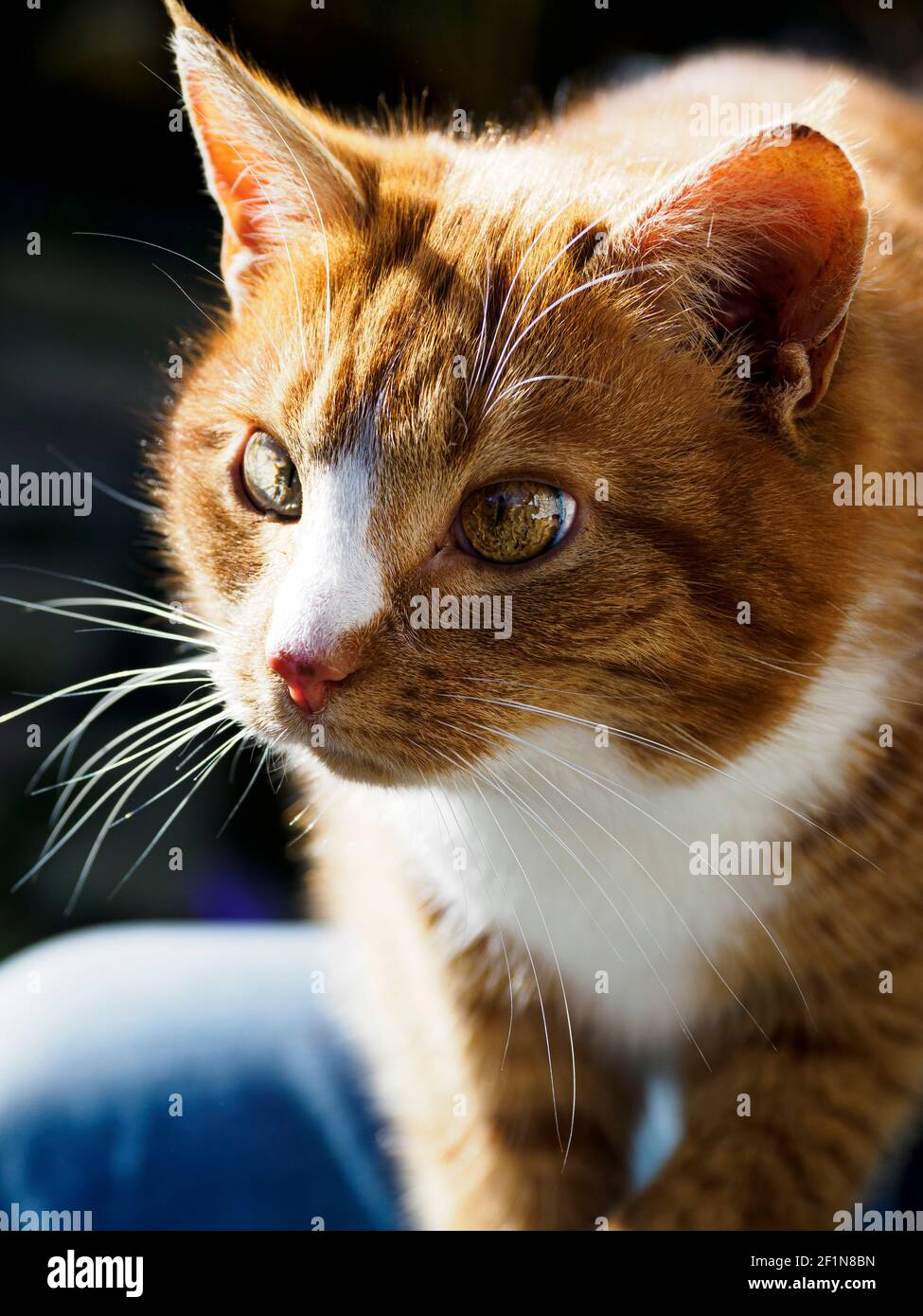 Female ginger tabby cat Stock Photo Alamy