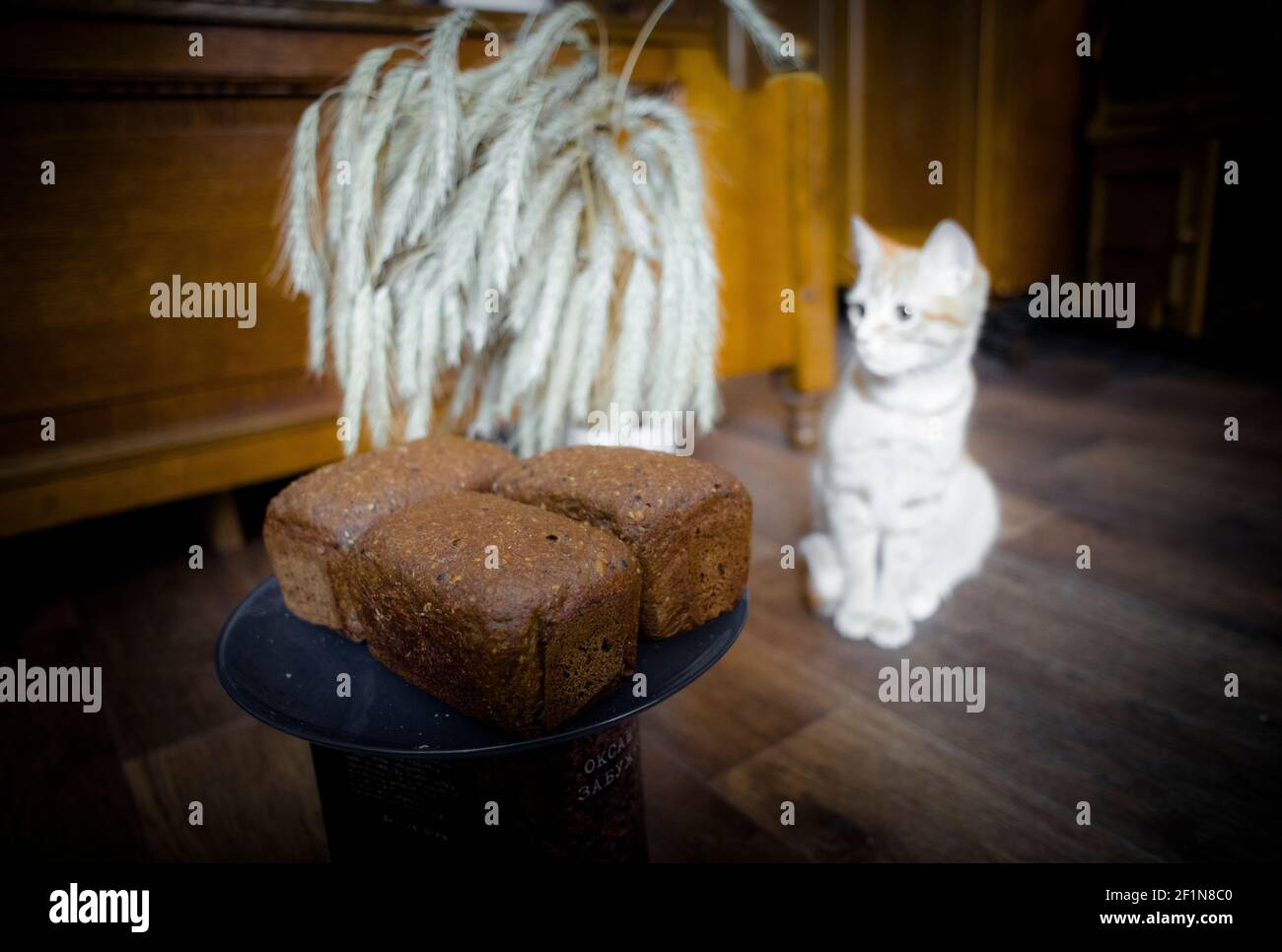 Funny kitten near a plate with bread, and a bunch of rye spikes Stock Photo
