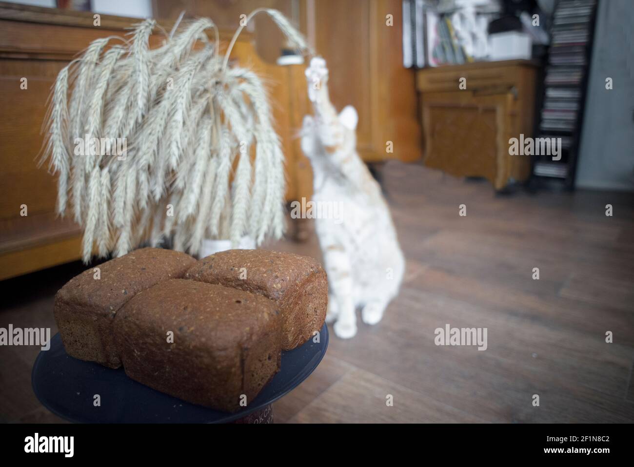 Funny kitten near a plate with bread, and a bunch of rye spikes Stock Photo