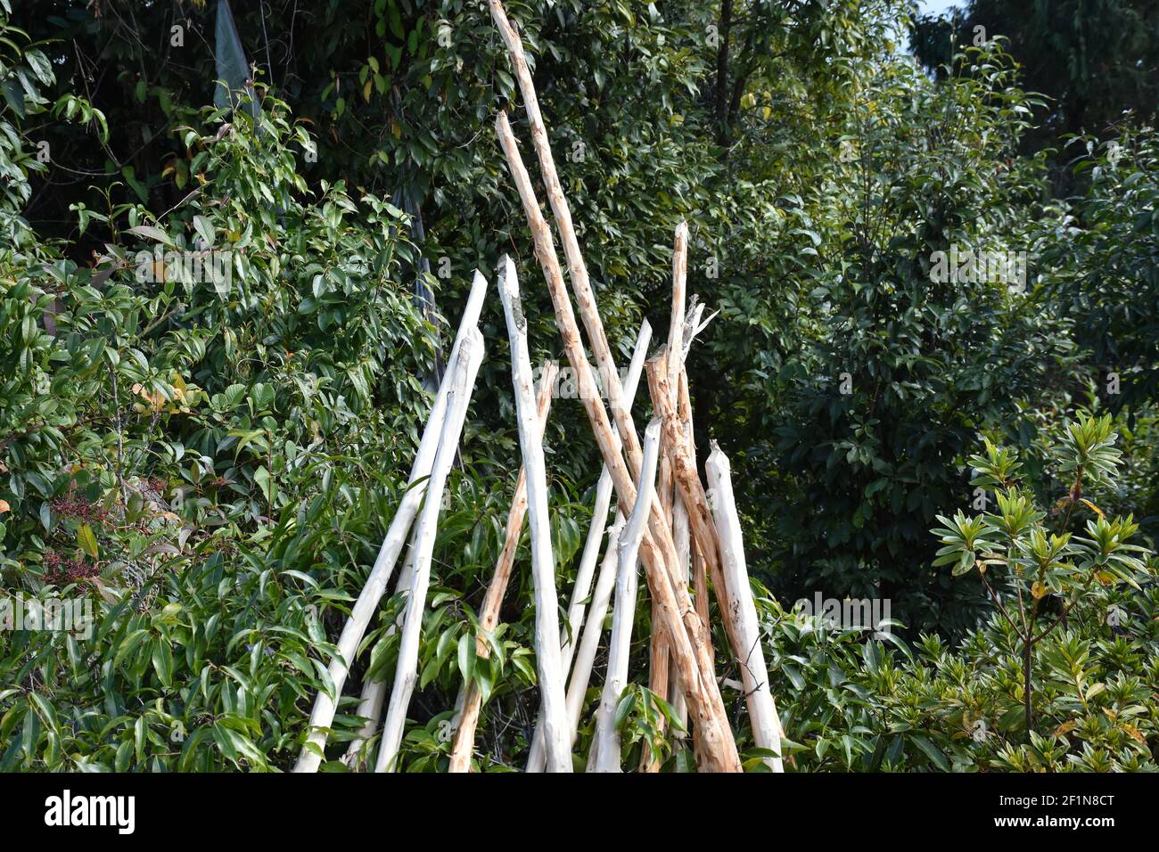 Thin Tree Branches without bark Stock Photo Alamy