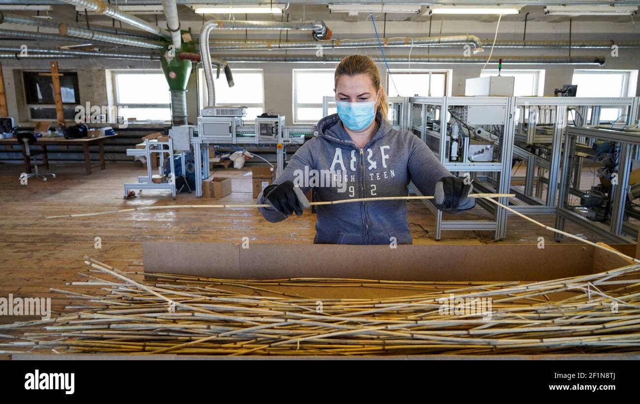 A worker sorts reeds at the factory of the drinking straws manufacturer Sutu, in Suure-Rootsi, Estonia, March 8, 2021. Picture taken March 8, 2021. REUTERS/Janis Laizans Stock Photo
