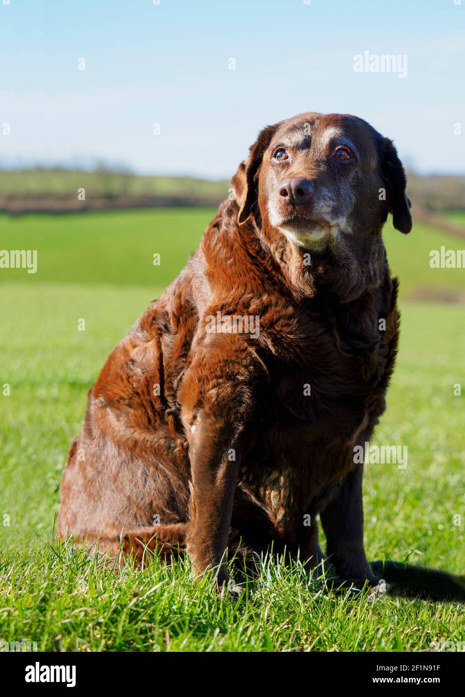 Overweight chocolate lab best sale