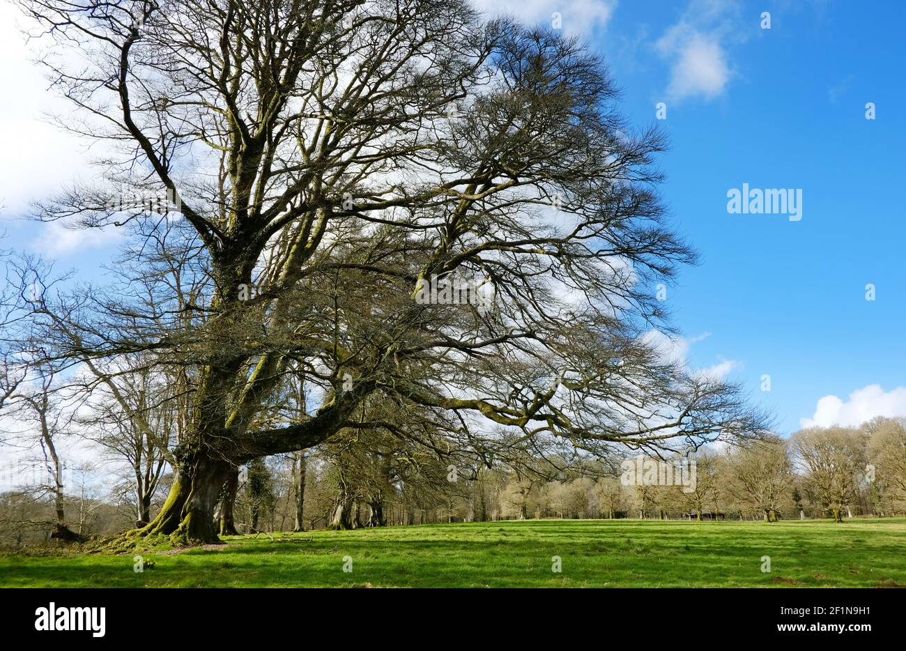 Traditional English parkland - John Gollop Stock Photo