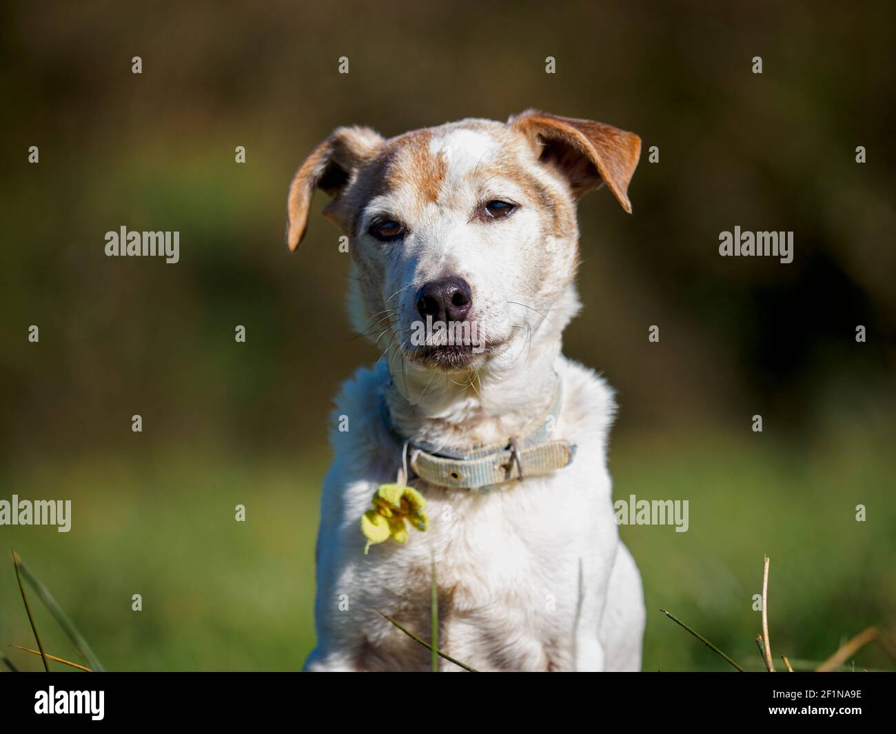 Jack Russell Uk High Resolution Stock Photography And Images Alamy