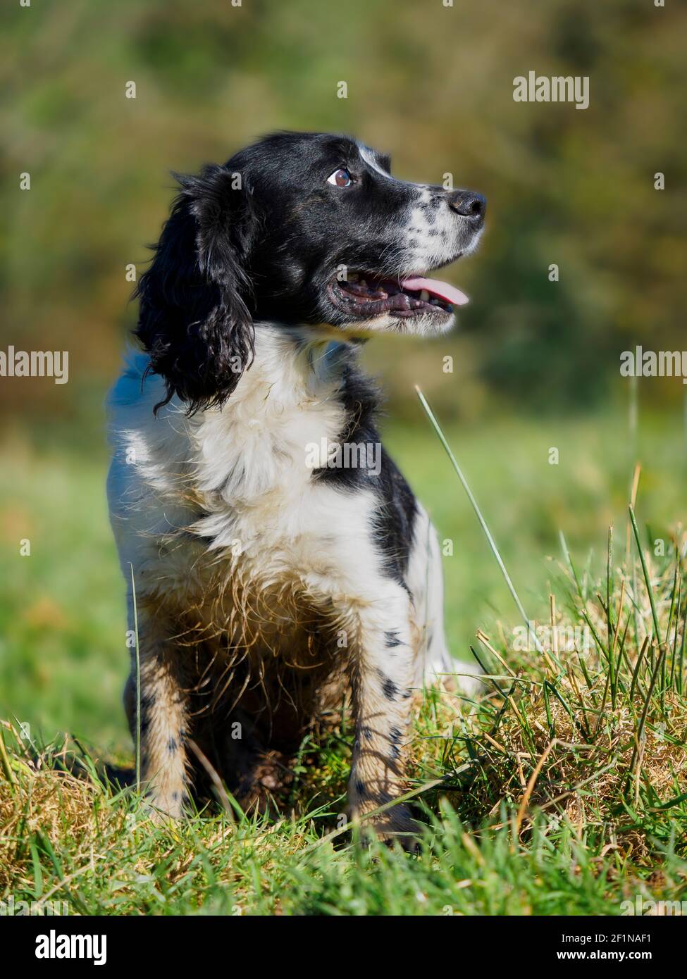 Working Cocker Spaniel, UK Stock Photo Alamy
