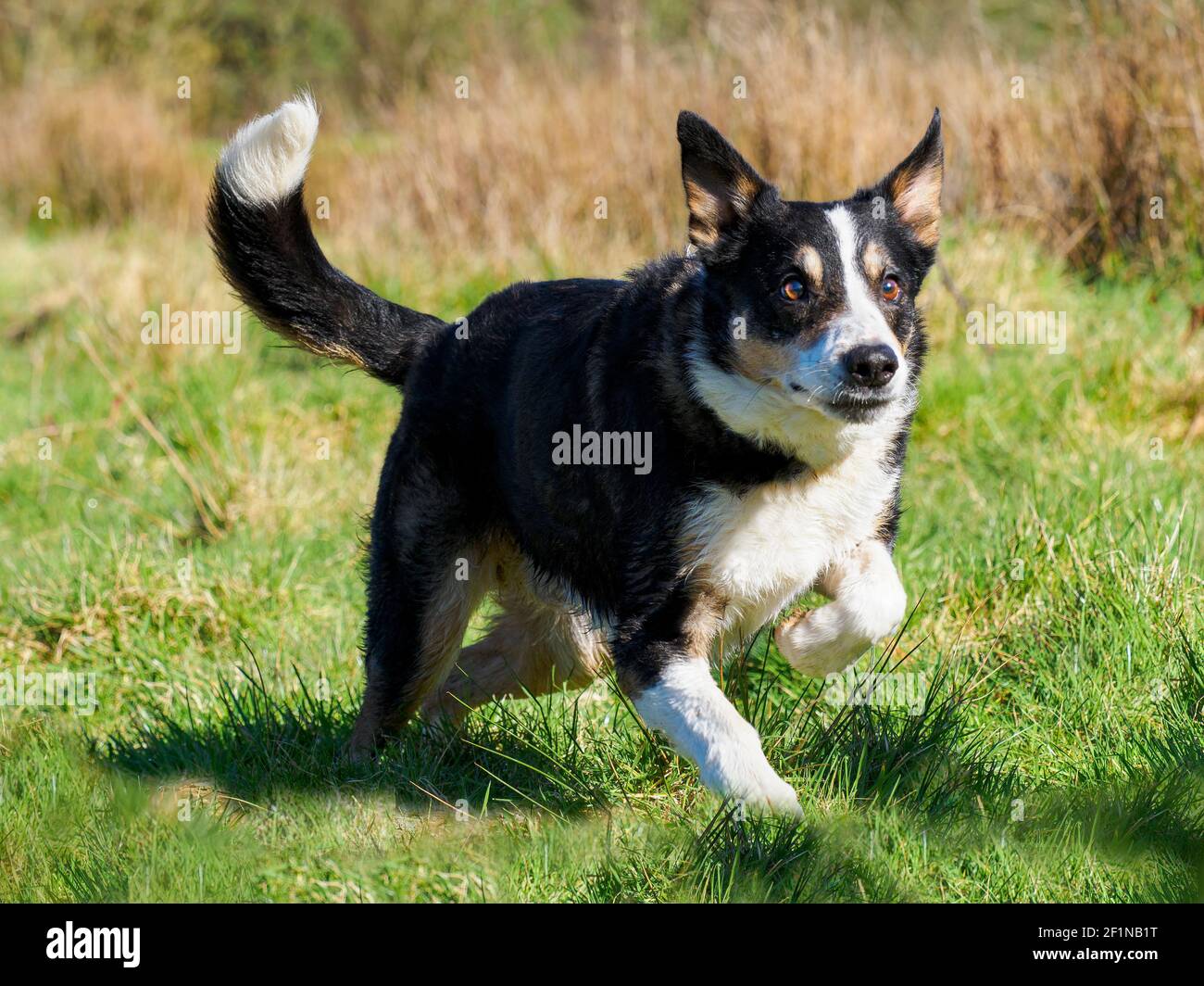 Smooth Collie running, UK Stock Photo